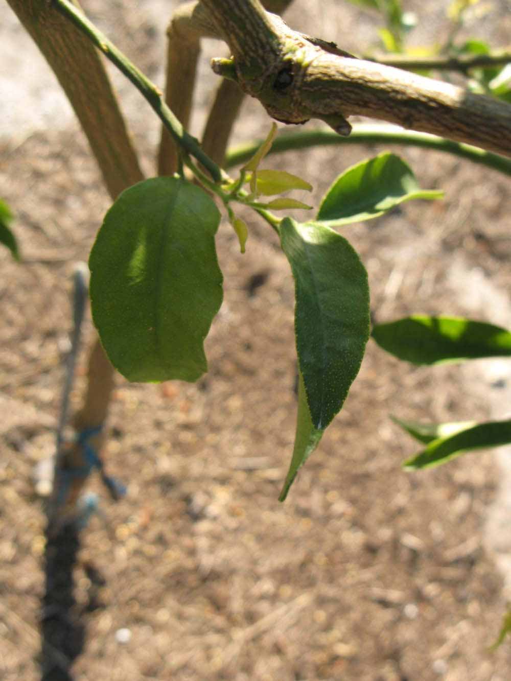            Shade leaves (Winter Haven, FL)   